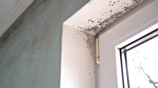 Best Fast Mold Removal  in Sea Ranch, CA