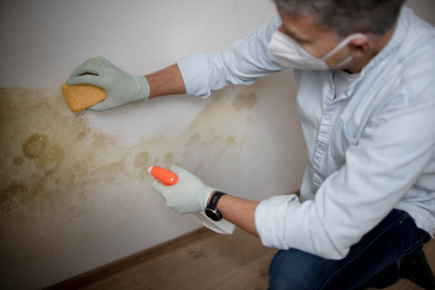 Best Attic Mold Removal  in Sea Ranch, CA