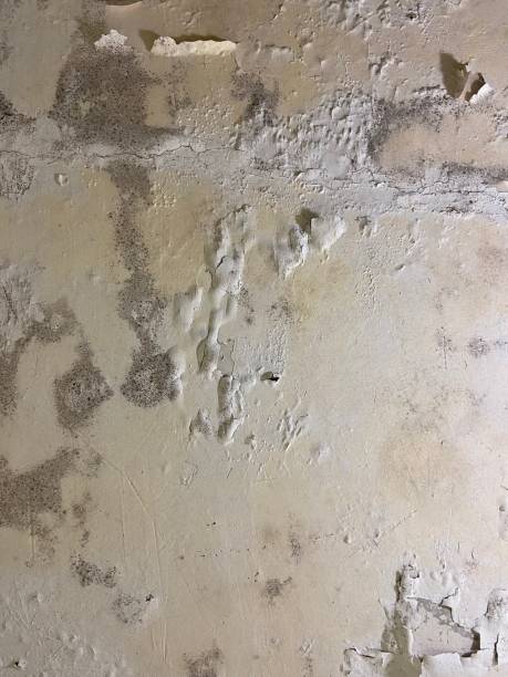 Certified Mold Removal in Sea Ranch, CA