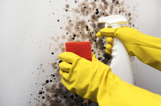 Best Black Mold Removal  in Sea Ranch, CA